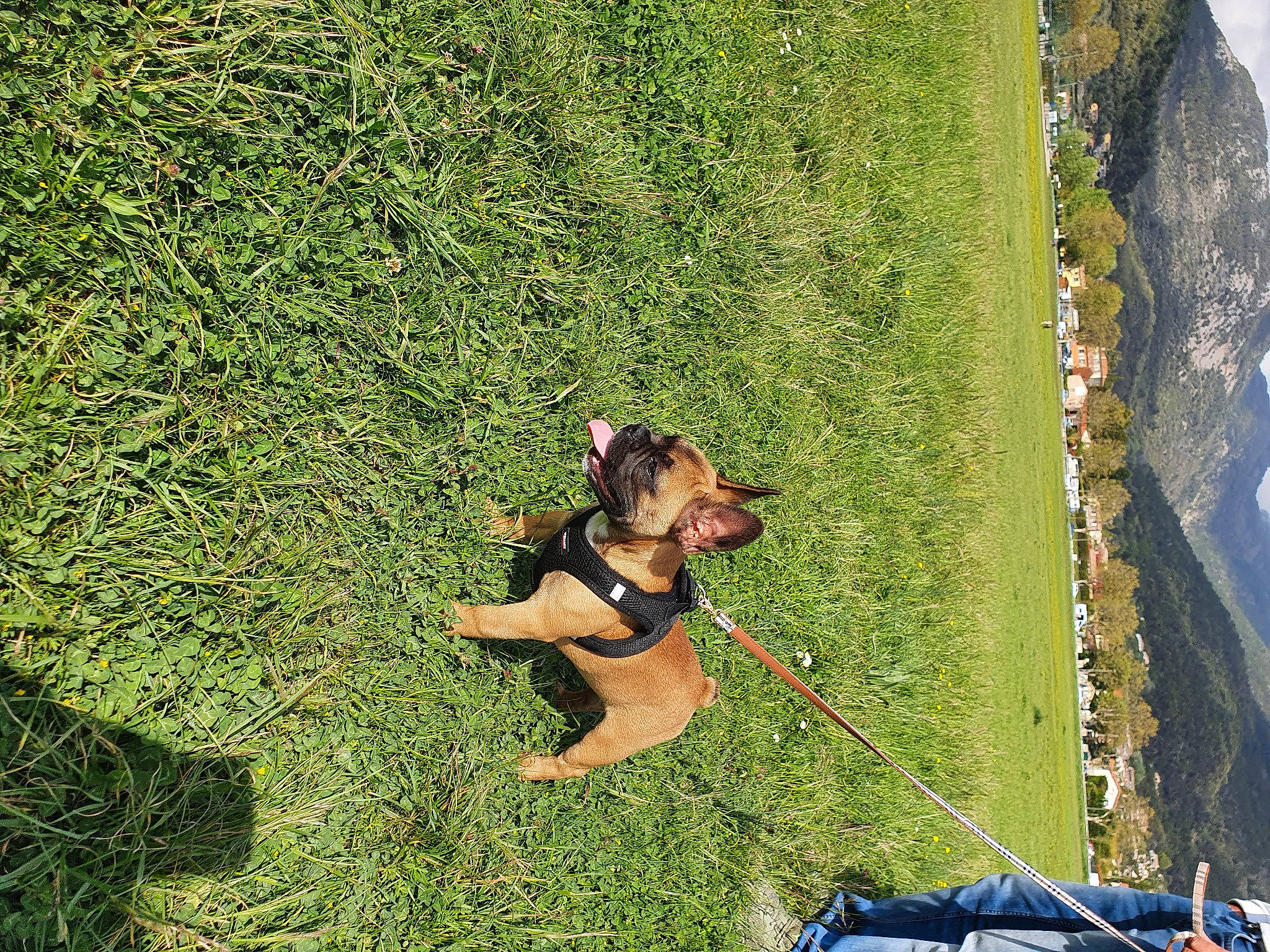 Tyson a rejoint le concours — aidez-le/la à gagner de superbes lots ! canidae, carnivore, collar, companion_dog, dog, dog_breed, fawn, grass, grassland, groundcover, landscape, lawn, leash, leisure, meadow, people_in_nature, plant, recreation, slope, sporting_group