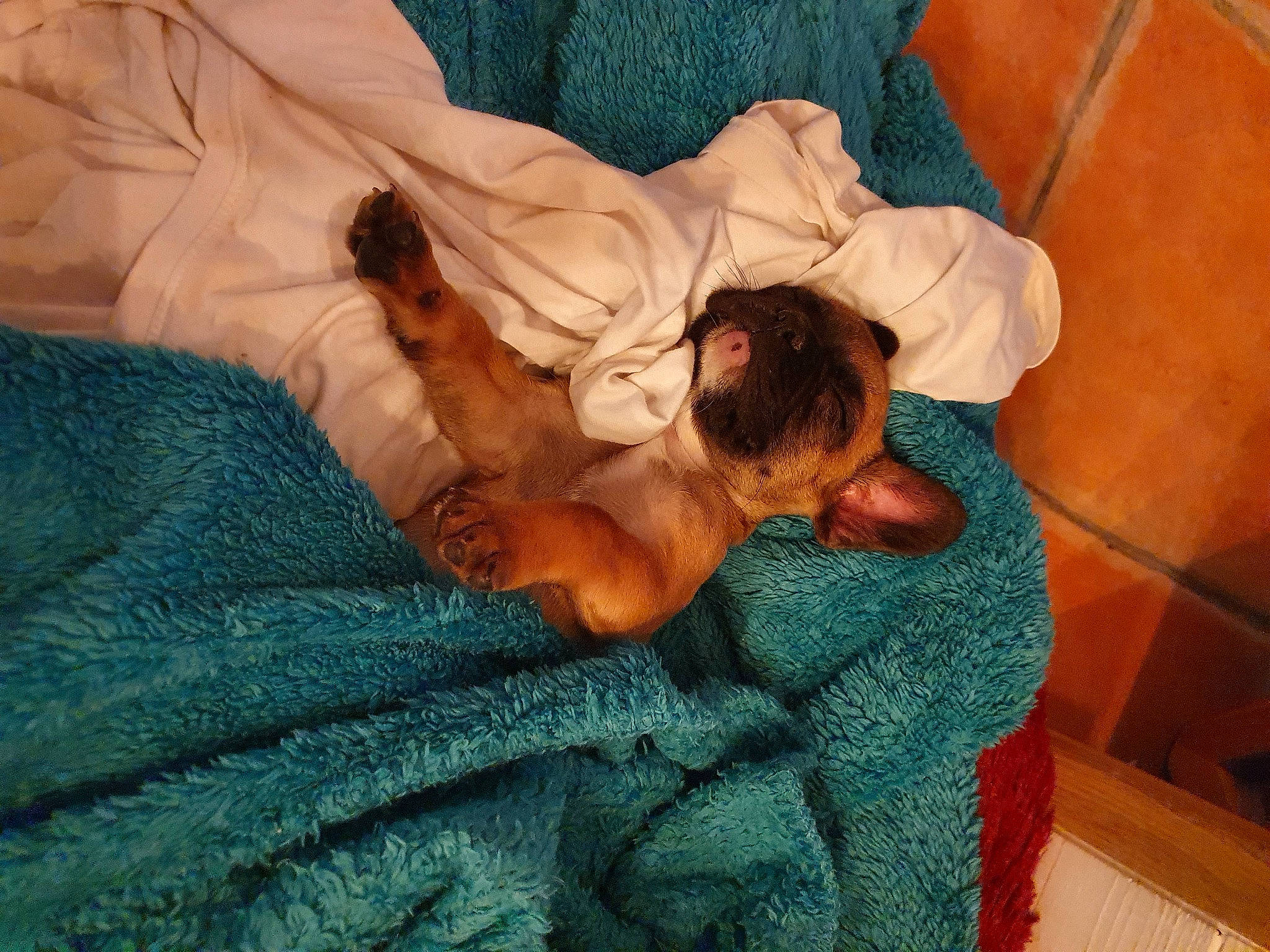 Tyson a rejoint le concours — aidez-le/la à gagner de superbes lots ! abdomen, barechested, bed, bedding, bedtime, canidae, comfort, fawn, foot, fur, human_leg, knee, leg, leisure, linens, nap, room, sporting_group, thigh, trunk