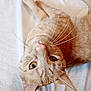 Simba is registered to the contest to win money with this photo: cat, ginger_cat, whiskers, lying_down, close_up, pet, feline, soft_texture, blanket, indoor, cute, animal, relaxed, fur, ears, nose, eyes, portrait, mammal, resting