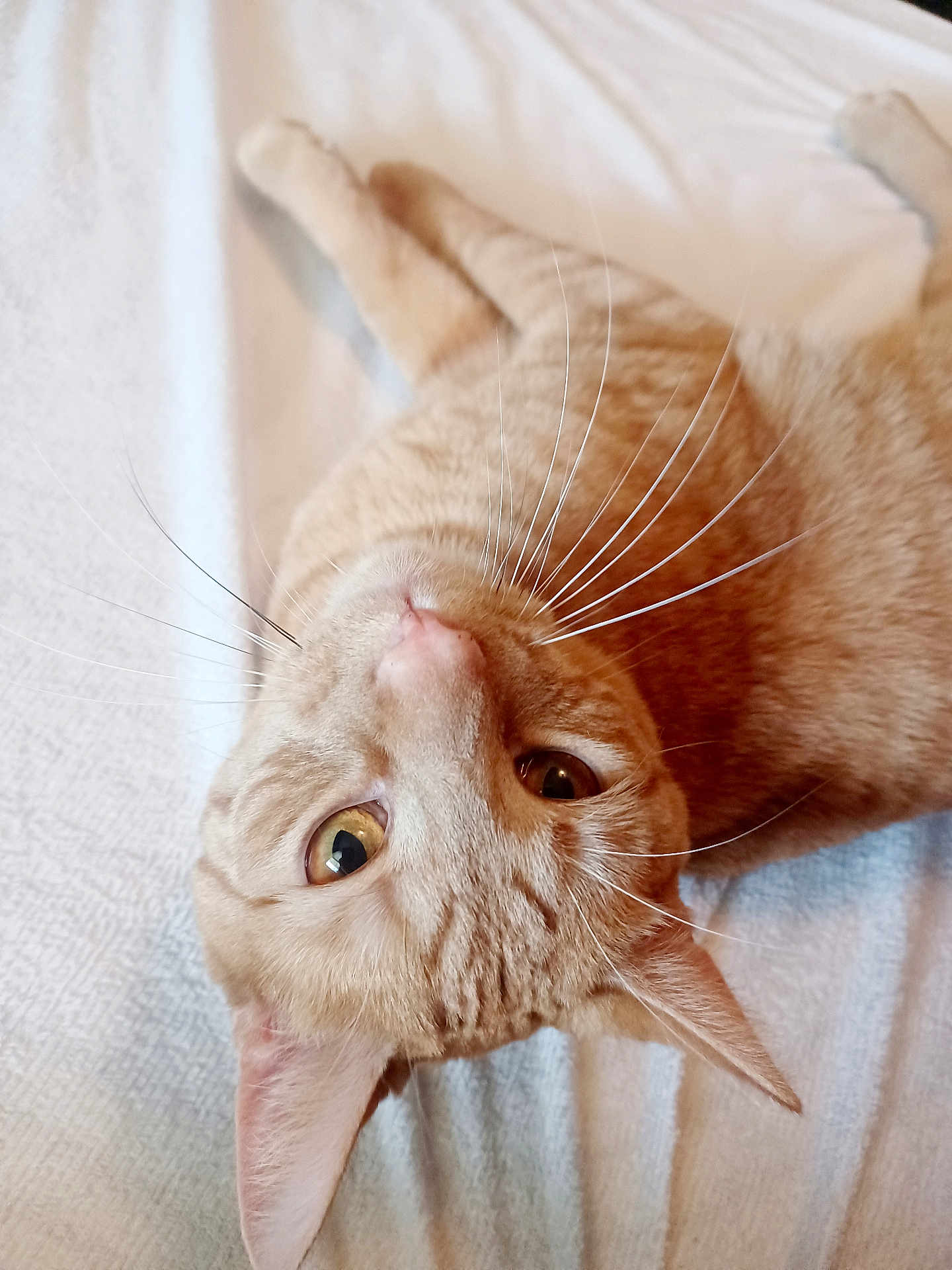 Simba