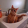 Simba is registered to the contest to win money with this photo: cat, orange_tabby, sink, bathroom, domestic, pet, curious, feline, animal, indoor, household, faucet, soap_dispenser, metal_basket, tilted_head, wide_eyes, orange, white_sink, cabinet, toilet
