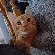 Simba joined the competition — help win amazing prizes! cat, orange_tabby, whiskers, carpet, stairs, wooden_banister, indoor, pet, curious, closeup, feline, playful, paws, animal, young_cat, home, soft_texture, wide_eyes, cute, domestic_animal