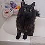 Jinx is registered to the contest to win money with this photo: cat, black_cat, bathroom, bathtub, pet, curious, fluffy, toy, octopus_toy, white_tile, towel, indoor, animal, fur, whiskers, claws, paw, looking_up, pet_care, cute