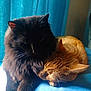 cat, black_cat, orange_cat, pets, snuggling, cozy, furry, indoor, cushion, resting, sleeping, animals, companionship, closeup, cute, relaxing, fur, whiskers, ears, blue_background