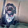 Niko joined the competition — help win amazing prizes! dog, black_dog, pet, bandana, car_interior, seatbelt, blanket, happy, tongue_out, fur, sitting, collar, indoor, canine, smiling, backseat, cute, companion, domestic_animal, portrait