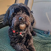 Niko is registered to the contest to win money with this photo: dog, black_dog, pet, fur, collar, car_interior, blanket, cute, animal, domestic_animal, mammal, sitting, looking, portrait, whiskers, nose, paw, indoors, resting, companion