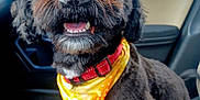 Niko joined the competition — help win amazing prizes! dog, black_dog, pet, bandana, yellow_bandana, car_interior, seat, happy, smiling, fur, canine, collar, indoor, animal, cute, companion, domestic_animal, friendly, portrait, sitting