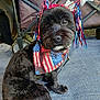 Niko joined the competition — help win amazing prizes! dog, black_dog, bandana, american_flag, headband, stars, streamers, pet, canine, paw, fur, outdoor, carriage, wheel, fabric, closeup, portrait, cute, animal, sitting