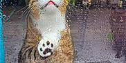 Milo joined the competition — help win amazing prizes! cat, paw, glass, raindrops, window, curious, tabby, indoor, reflection, blur, wet, closeup, pet, animal, whiskers, face, door, expression, rain, texture