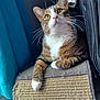 Milo is registered to the contest to win money with this photo: cat, tabby, indoor, scratching_post, white_paws, curious, feline, pet, whiskers, ears, close_up, texture, fabric, backpack, blue_curtain, relaxed, animal, domestic_cat, looking_up, resting