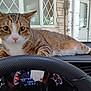 cat, tabby_cat, dashboard, car_interior, steering_wheel, paw, window, house, door, fur, pet, animal, indoor, relaxed, closeup, whiskers, ears, alert, domestic_cat, resting