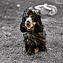 animal, black, blurred_background, brown, canine, cute, dog, fur, garden, grass, grass_field, happy, mammal, nature, outdoor, pet, playful, tongue, walking, yard