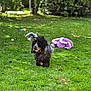 active, animal, blurred_background, canine, daylight, dog, fun, fur, grass, greenery, lawn, nature, outdoor, park, pet, playful, purple_toy, running, summer, toy