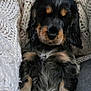 adorable, animal, black, closeup, companion, cozy, cute, dog, fur, indoors, knit_blanket, pet, puppy, resting, sleepy, snuggling, soft_texture, tan, warm, young_dog