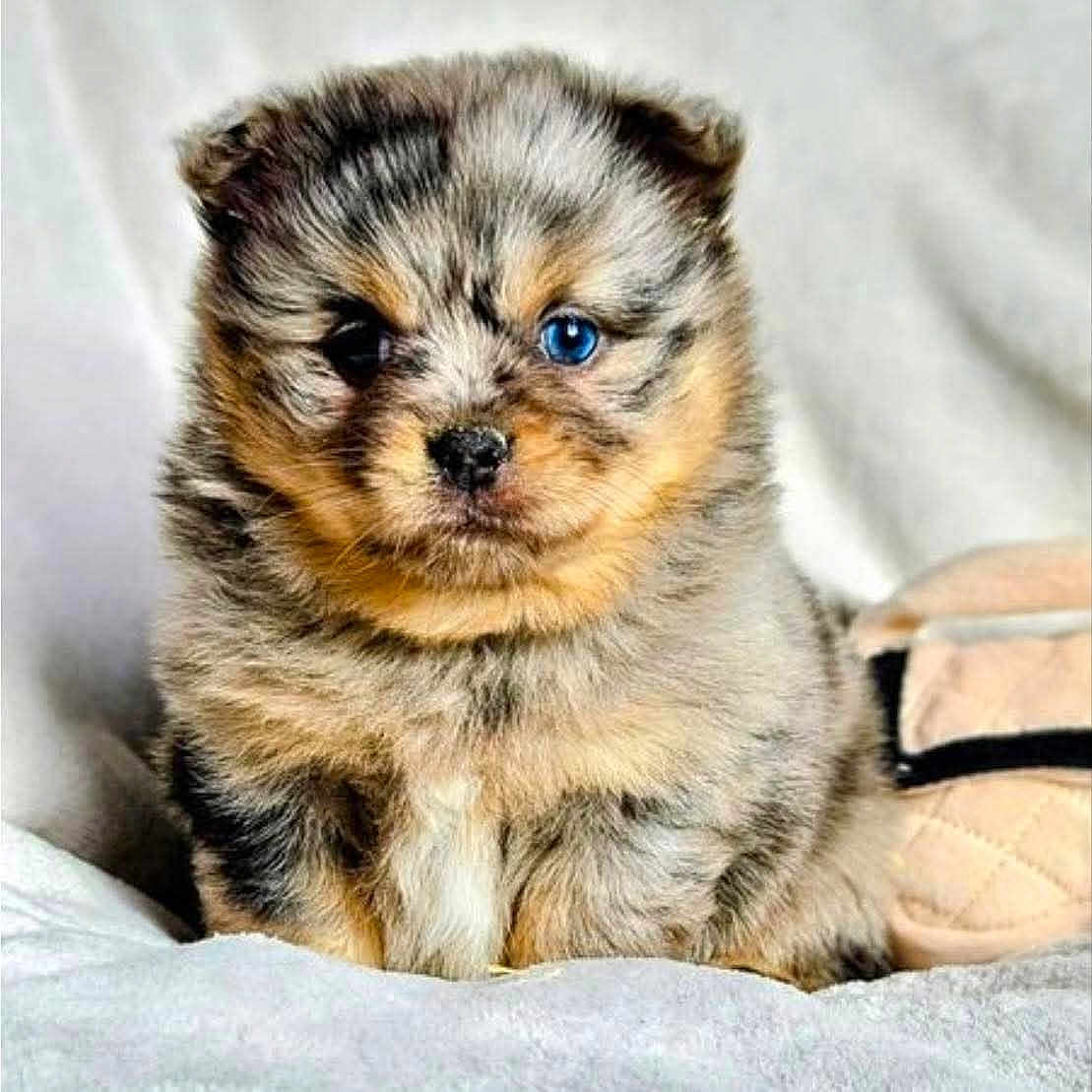 Ava participe au concours pour gagner de l'argent avec cette photo : bedding, blanket, blue_eye, closeup, cute, dog, fluffy, fur, heterochromia, indoor, nose, pet, portrait, puppy, puppy_face, quilted_bag, sitting, small, whiskers, young