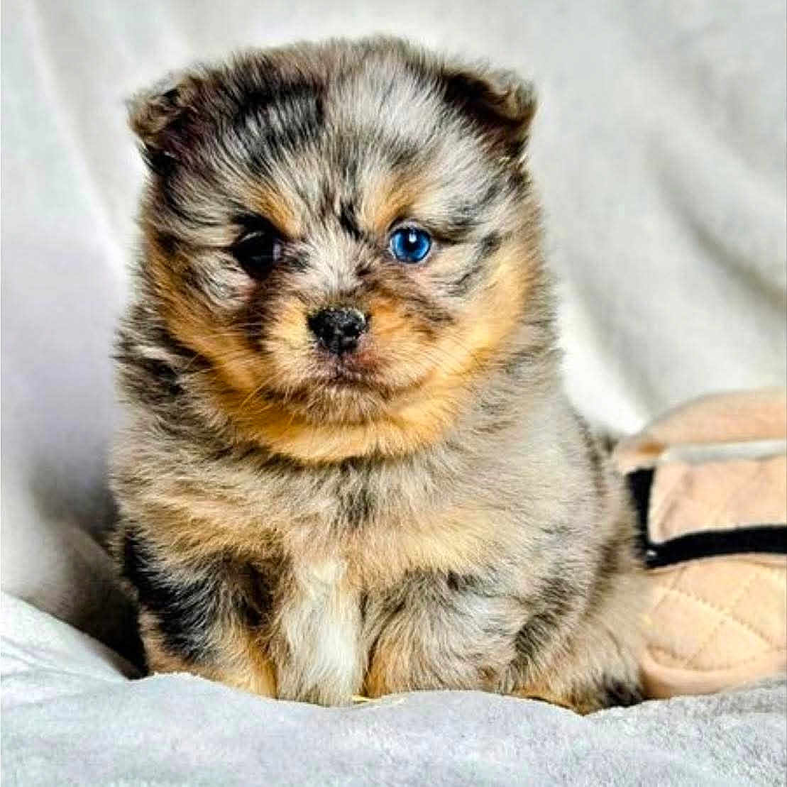 Ava participe au concours pour gagner de l'argent avec cette photo : puppy, dog, puppy_face, fur, blue_eye, heterochromia, closeup, portrait, pet, indoor, blanket, sitting, small, cute, nose, whiskers, bedding, quilted_bag, fluffy, young