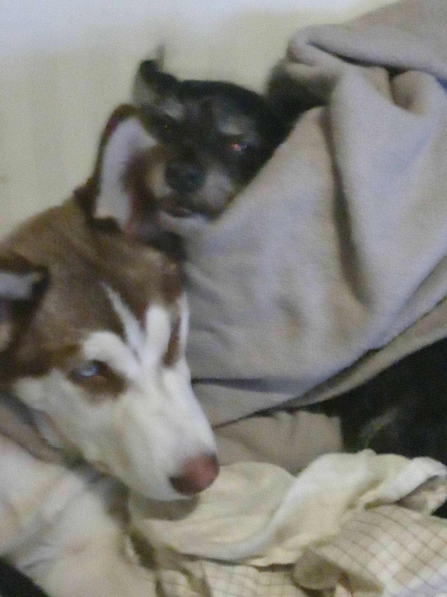 Maliki is registered to the contest to win money with this photo: ancient_dog_breeds, canidae, carnivore, comfort, companion_dog, dog, dog_breed, duvet, fawn, fur, linens, non_sporting_group, puppy, snout, sporting_group, terrestrial_animal, toy_dog, working_animal