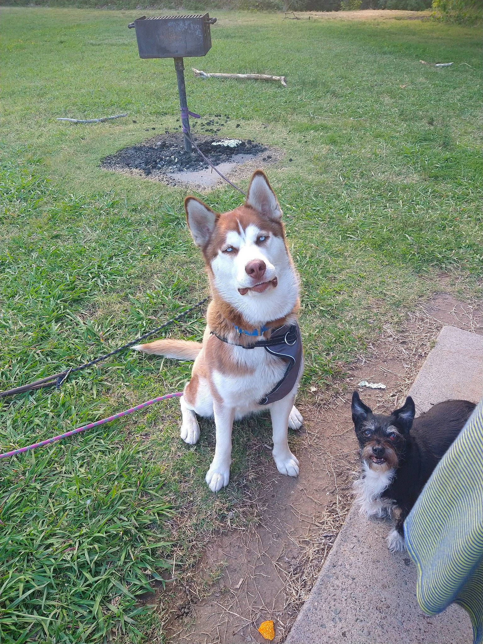 Maliki is registered to the contest to win money with this photo: ancient_dog_breeds, canidae, carnivore, collar, companion_dog, dog, dog_breed, dog_collar, dog_supply, fawn, grass, leash, non_sporting_group, plant, sidewalk, sporting_group, tail, working_animal, working_dog