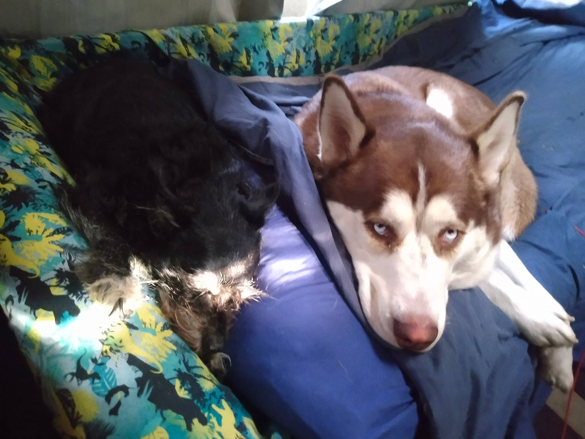 Maliki joined the competition — help win amazing prizes! canidae, canis, carnivore, comfort, companion_dog, couch, dog, dog_breed, fawn, fur, jaw, non_sporting_group, pillow, siberian_husky, snout, sporting_group, terrestrial_animal, whiskers, working_animal, working_dog