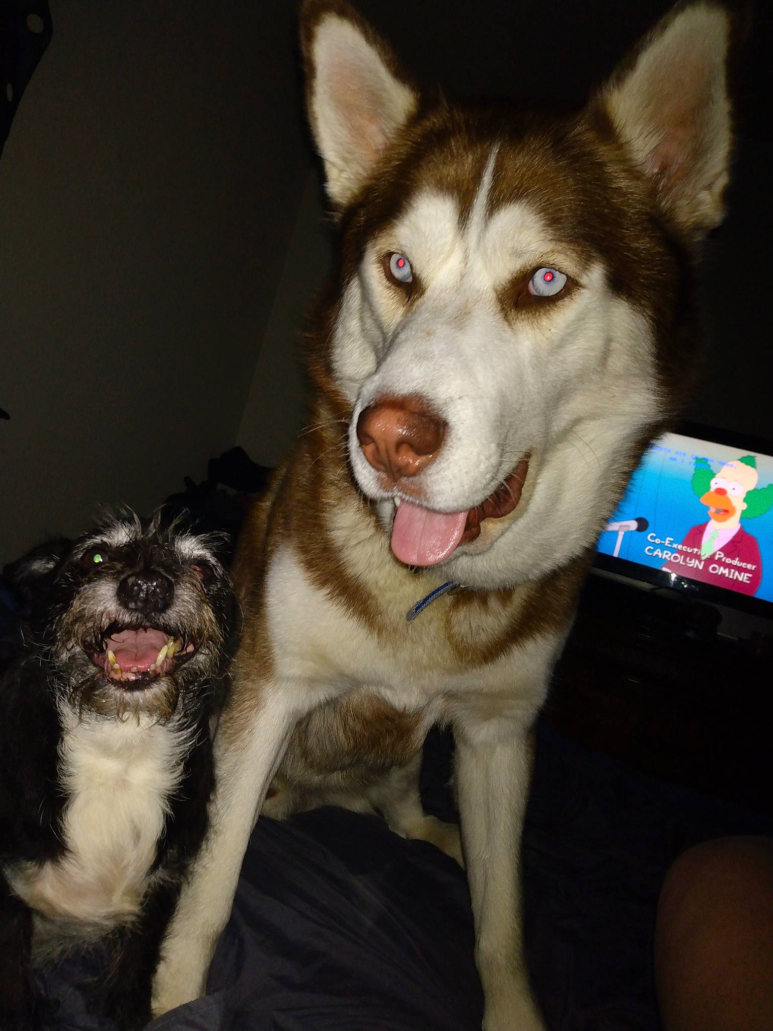 Maliki is registered to the contest to win money with this photo: ancient_dog_breeds, canidae, carnivore, collar, companion_dog, dog, dog_breed, dog_collar, fashion_accessory, foot, fur, leash, paw, sled_dog, snout, sporting_group, vertebrate, whiskers, working_animal, working_dog