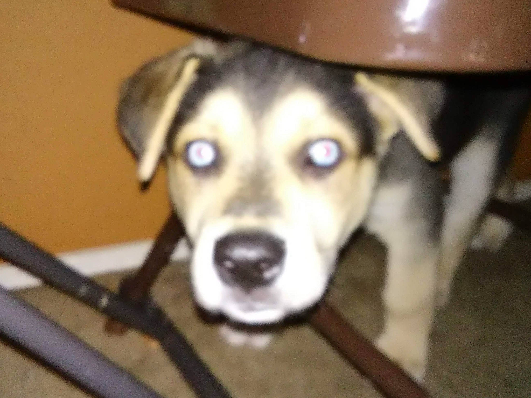 Bengie joined the competition — help win amazing prizes! carnivore, companion_dog, dog, dog_breed, dog_supply, fawn, flooring, fur, guard_dog, non_sporting_group, pet_supply, puppy, snout, street_dog, tail, terrestrial_animal, whiskers, wood, working_animal, working_dog