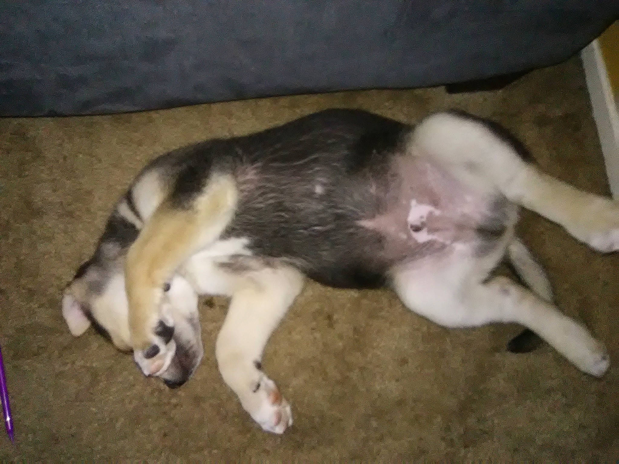 Bengie joined the competition — help win amazing prizes! canidae, carnivore, comfort, companion_dog, dog, dog_breed, fawn, felidae, fur, non_sporting_group, paw, siberian_husky, small_to_medium_sized_cats, snout, sporting_group, tail, terrestrial_animal, working_animal, working_dog