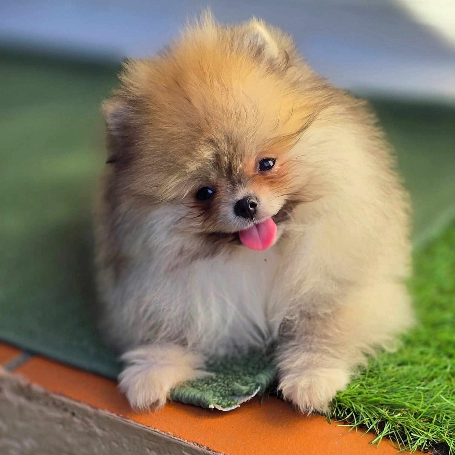 Sublime participe au concours pour gagner de l'argent avec cette photo : adorable, animal, companion, cute, dog, fluffy, friendly, fur, grass, green_mat, outdoor, pet, playful, pomeranian, portrait, puppy, sitting, small_dog, tongue_out, young