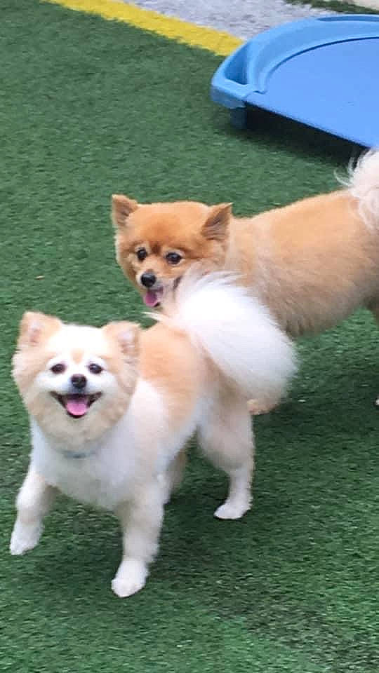 Cloey And Foxy joined the competition — help win amazing prizes! ancient_dog_breeds, canidae, carnivore, collar, companion_dog, dog, dog_breed, dog_supply, fawn, fur, grass, non_sporting_group, snout, sporting_group, tail, working_animal