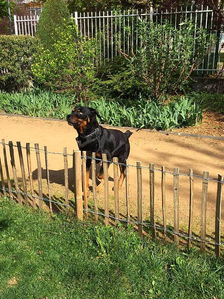 Ecko a rejoint le concours — aidez-le/la à gagner de superbes lots ! beauceron, canidae, carnivore, companion_dog, dobermann, dog, dog_breed, fence, grass, guard_dog, hunting_dog, iron, rottweiler, sporting_group, transylvanian_hound, working_dog