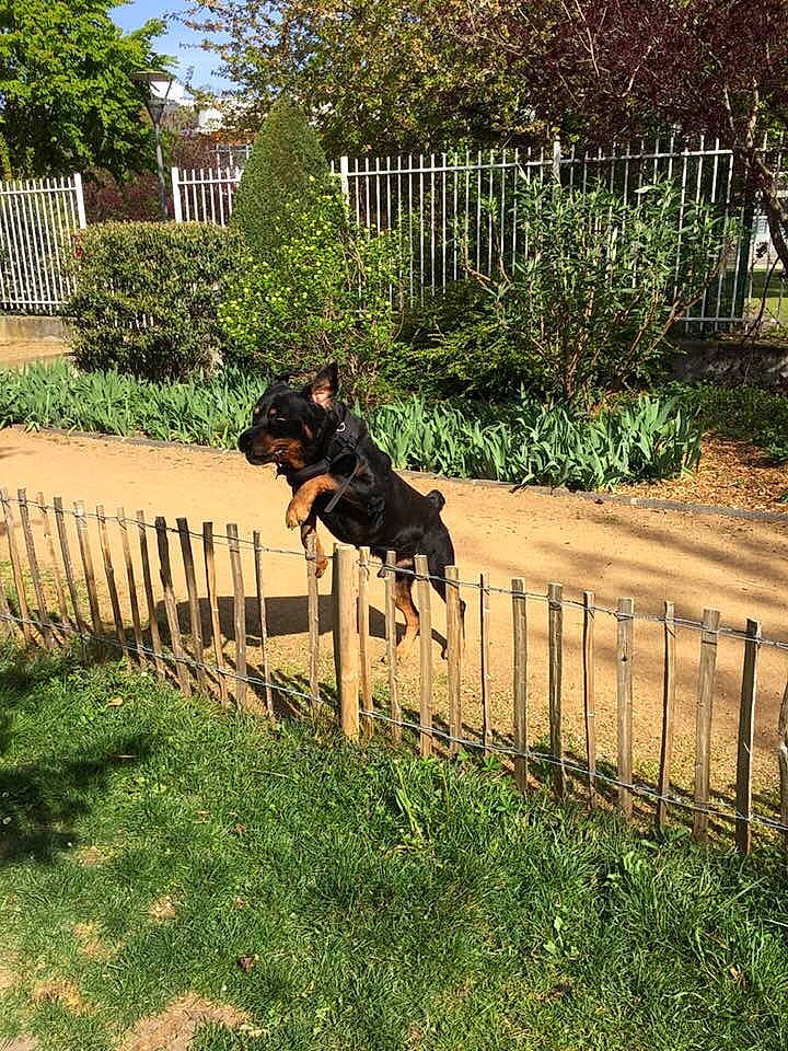 Ecko participe au concours pour gagner de l'argent avec cette photo : australian_kelpie, beauceron, canidae, carnivore, dobermann, dog, dog_breed, fence, grass, guard_dog, home, house, hunting_dog, manchester_terrier, miniature_pinscher, plant, sporting_group, tail, tree, working_dog
