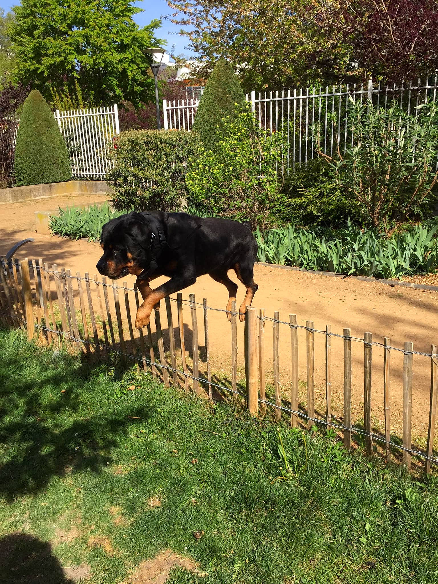 Ecko participe au concours pour gagner de l'argent avec cette photo : beauceron, canidae, carnivore, dobermann, dog, dog_breed, fence, gordon_setter, grass, guard_dog, home, home_fencing, house, plant, shrub, sporting_group, tree