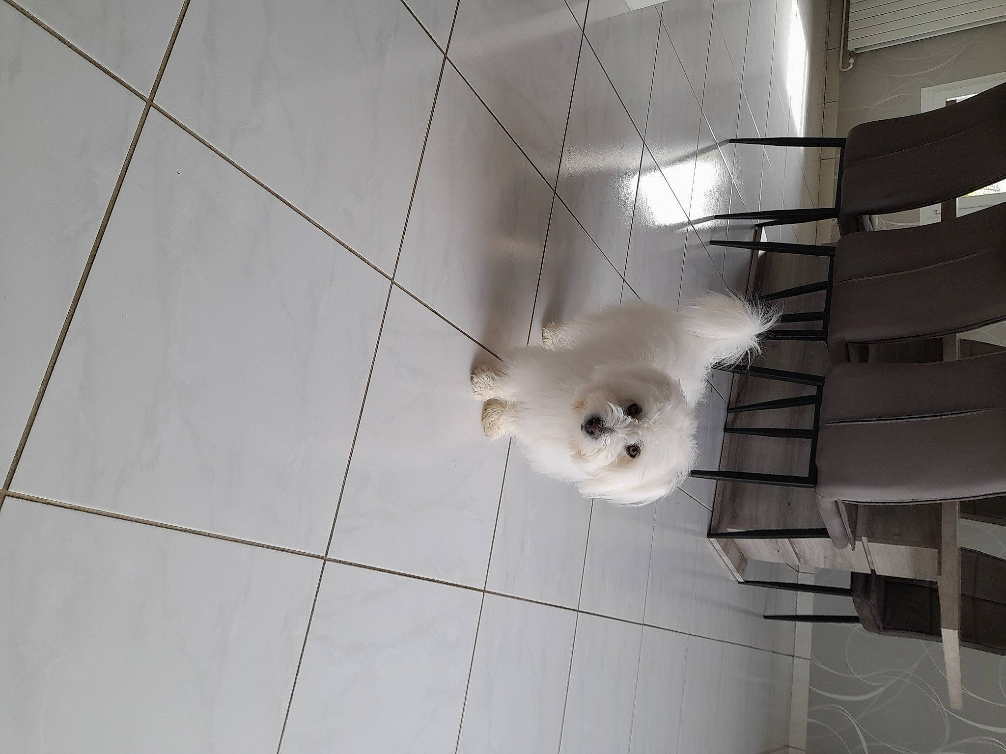 Twist a rejoint le concours — aidez-le/la à gagner de superbes lots ! art, ball, canidae, carnivore, ceiling, circle, companion_dog, dog, dog_breed, flooring, football, fur, monochrome, monochrome_photography, pattern, sporting_group, symmetry, tile_flooring, whiskers, wood