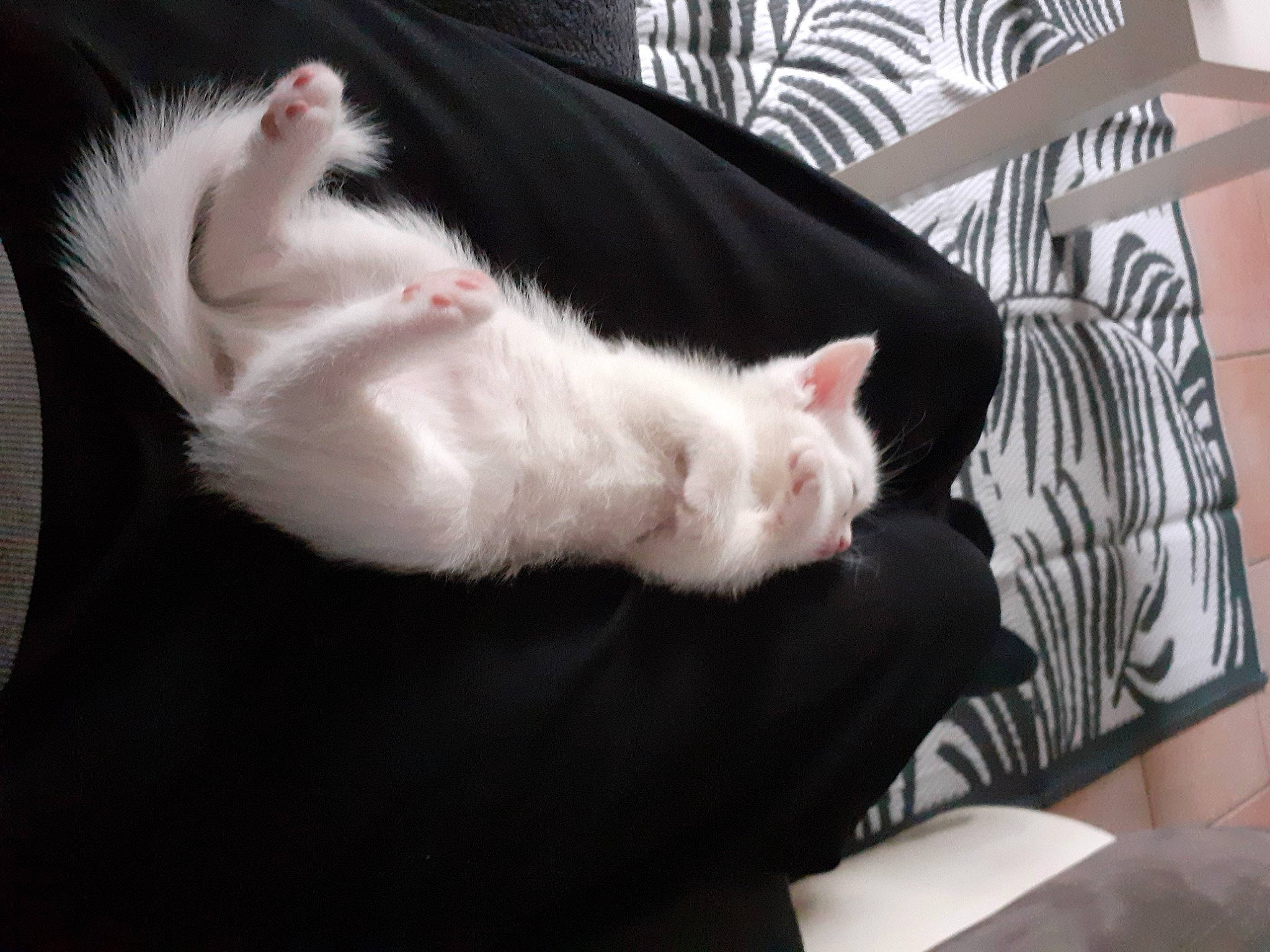 Holaf a rejoint le concours — aidez-le/la à gagner de superbes lots ! canidae, carnivore, cat, claw, comfort, domestic_short_haired_cat, felidae, foot, fur, gesture, nap, paw, small_to_medium_sized_cats, snout, tail, whiskers