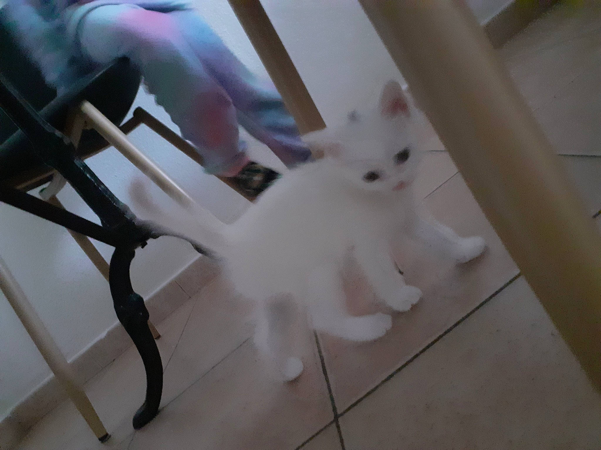 Holaf participe au concours pour gagner de l'argent avec cette photo : carnivore, cat, chair, companion_dog, dog_breed, eye, fawn, felidae, floor, flooring, fur, hardwood, mammal, samoyed, small_to_medium_sized_cats, snout, tail, whiskers, wood, working_animal