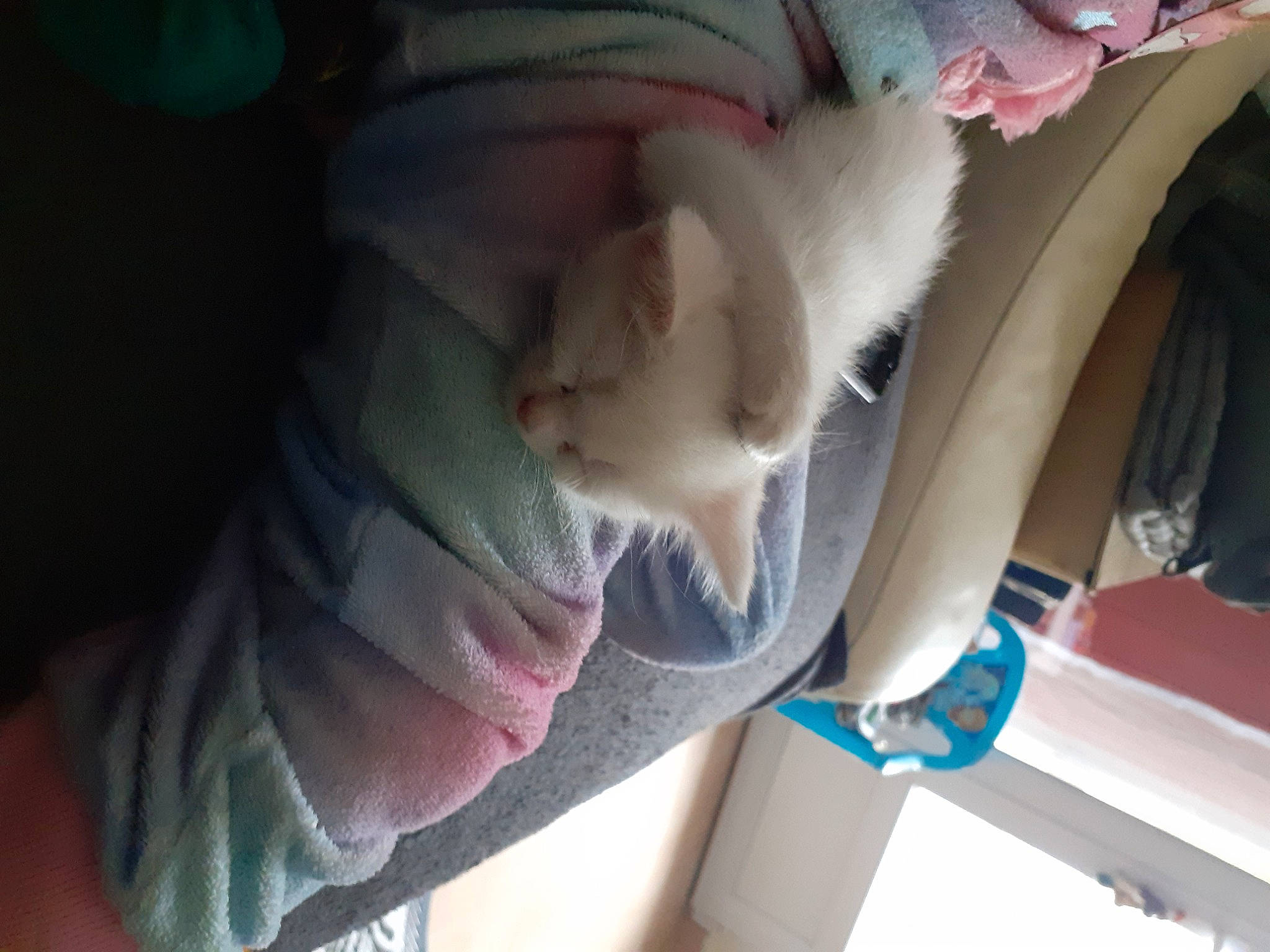 Holaf participe au concours pour gagner de l'argent avec cette photo : auto_part, automotive_exterior, automotive_window_part, baby_products, car_seat, child, comfort, fawn, felidae, fur, pink, seat_belt, small_to_medium_sized_cats, stuffed_toy, tail, toy, tree, vehicle_door, whiskers, window