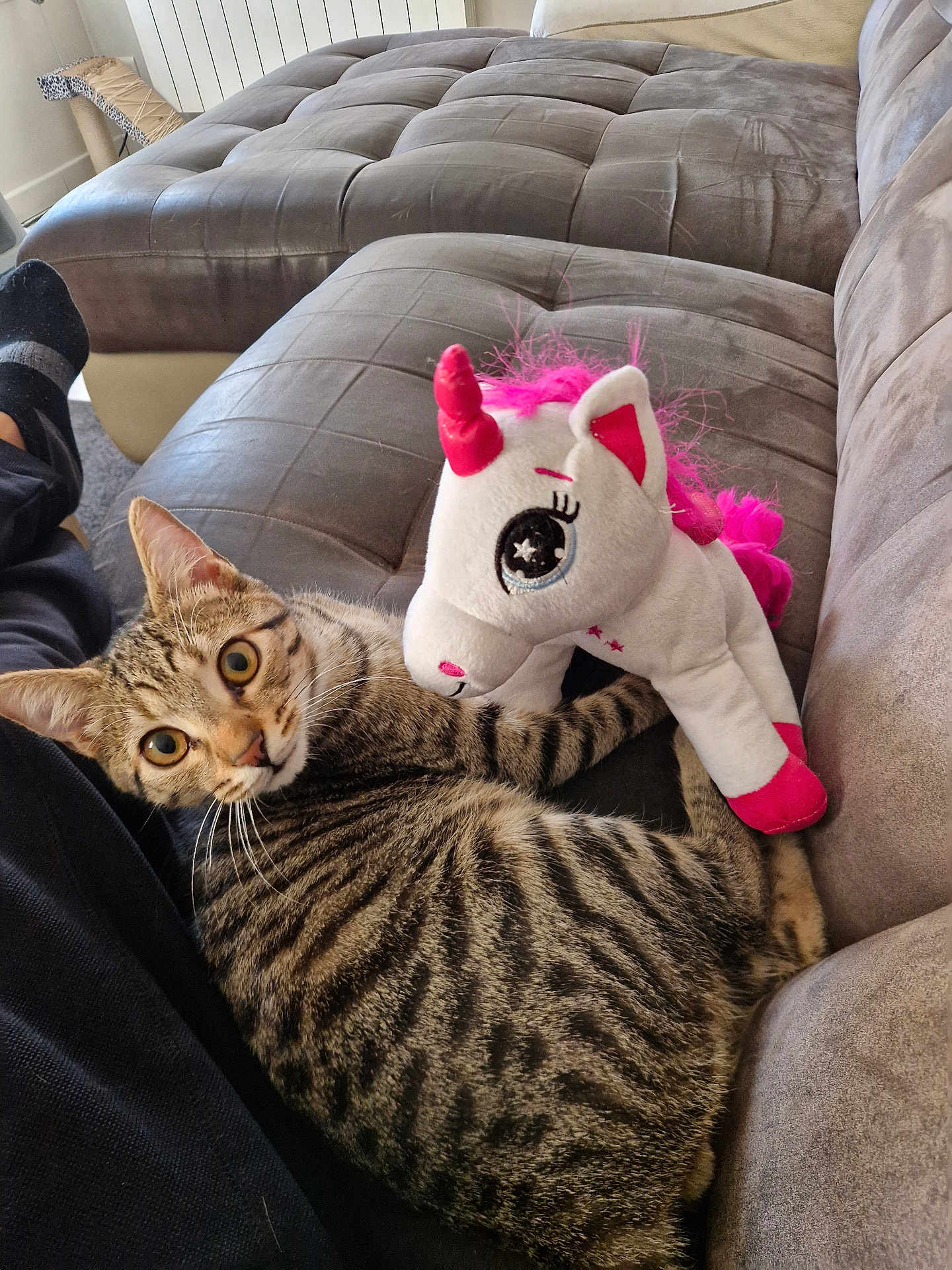 Cookie participe au concours pour gagner de l'argent avec cette photo : tabby_cat, cat, stuffed_toy, unicorn, couch, furniture, indoor, pet, animal, striped, plush, cozy, relaxing, wide_eyes, fur, whiskers, pink, white, home, companion