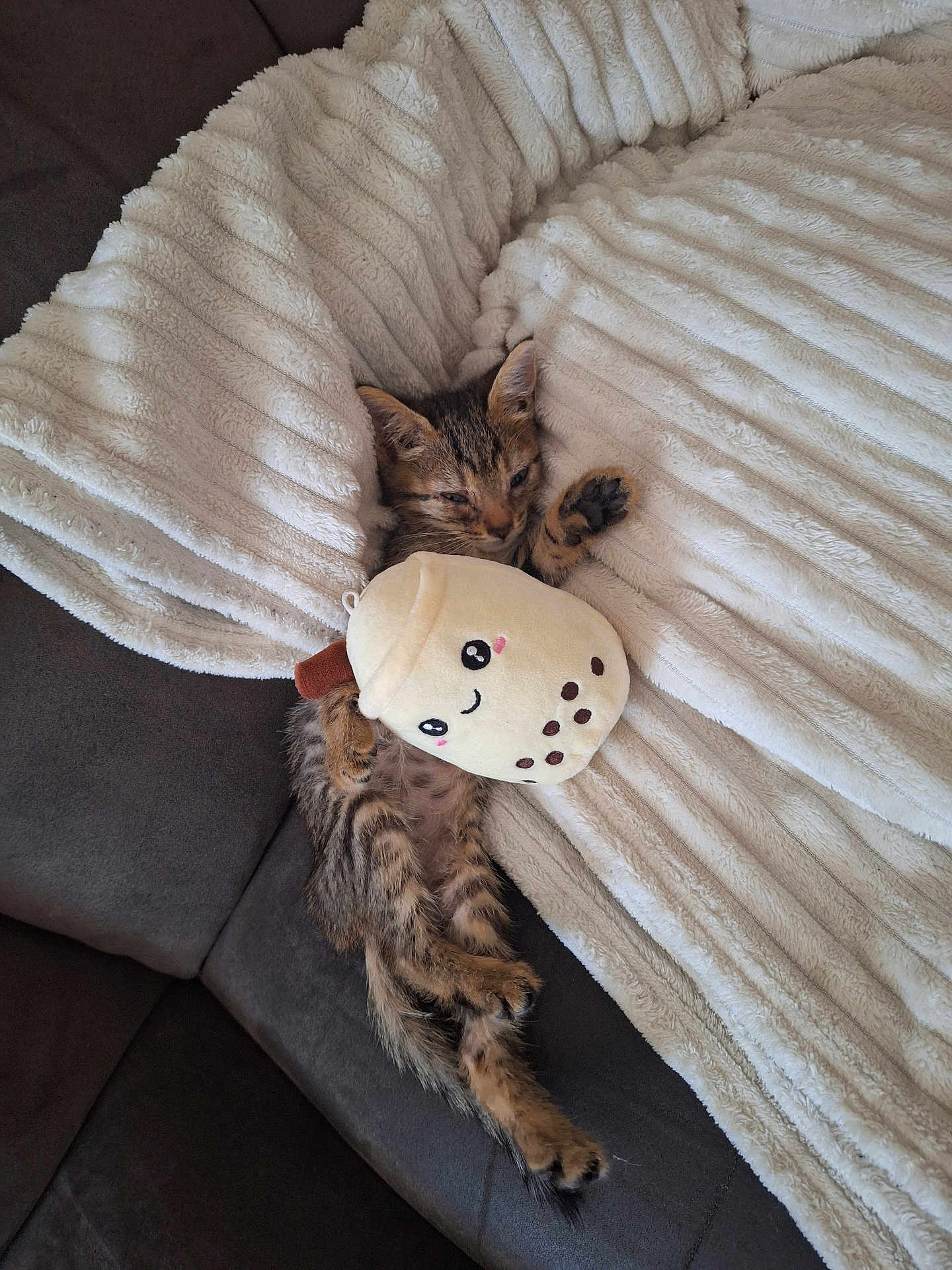 Cookie a rejoint le concours — aidez-le/la à gagner de superbes lots ! kitten, cat, sleeping, plush_toy, bubble_tea, blanket, couch, cozy, fluffy, tabby, cute, pet, indoor, resting, fur, animal, soft, comfort, relaxation, snuggling