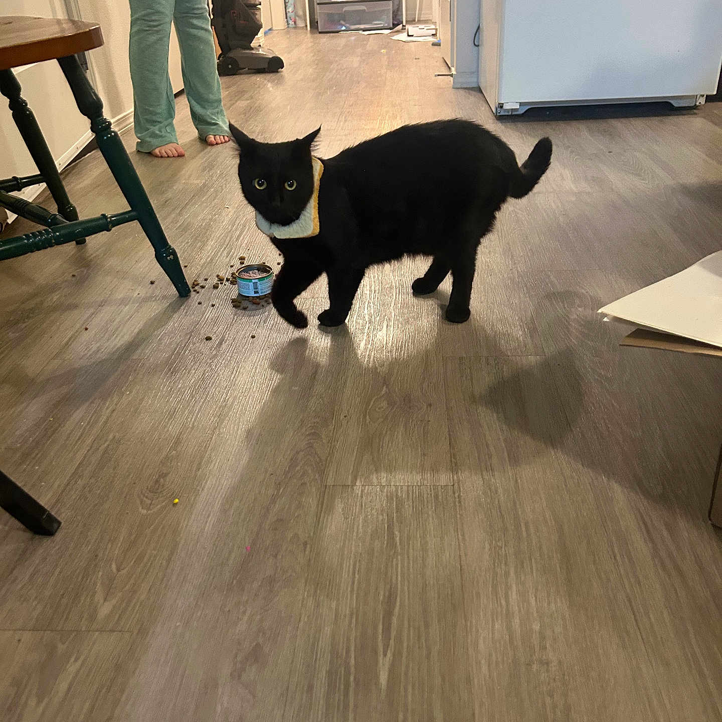 Sayla Moon is registered to the contest to win money with this photo: animal, bare_feet, black_cat, can, cat, cat_collar, cat_food, chair, curious, drawer, floor, furniture, home, indoor, pants, person, pet, shadow, vacuum_cleaner, wood_floor