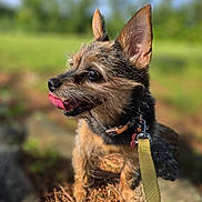 Balita is registered to the contest to win money with this photo: dog, leash, collar, outdoor, nature, pine_needles, small_dog, tongue_out, scruffy, pet, animal, sunlight, greenery, close_up, portrait, side_view, ears_up, happy, walking, canine
