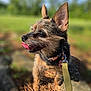 dog, leash, collar, outdoor, nature, pine_needles, small_dog, tongue_out, scruffy, pet, animal, sunlight, greenery, close_up, portrait, side_view, ears_up, happy, walking, canine