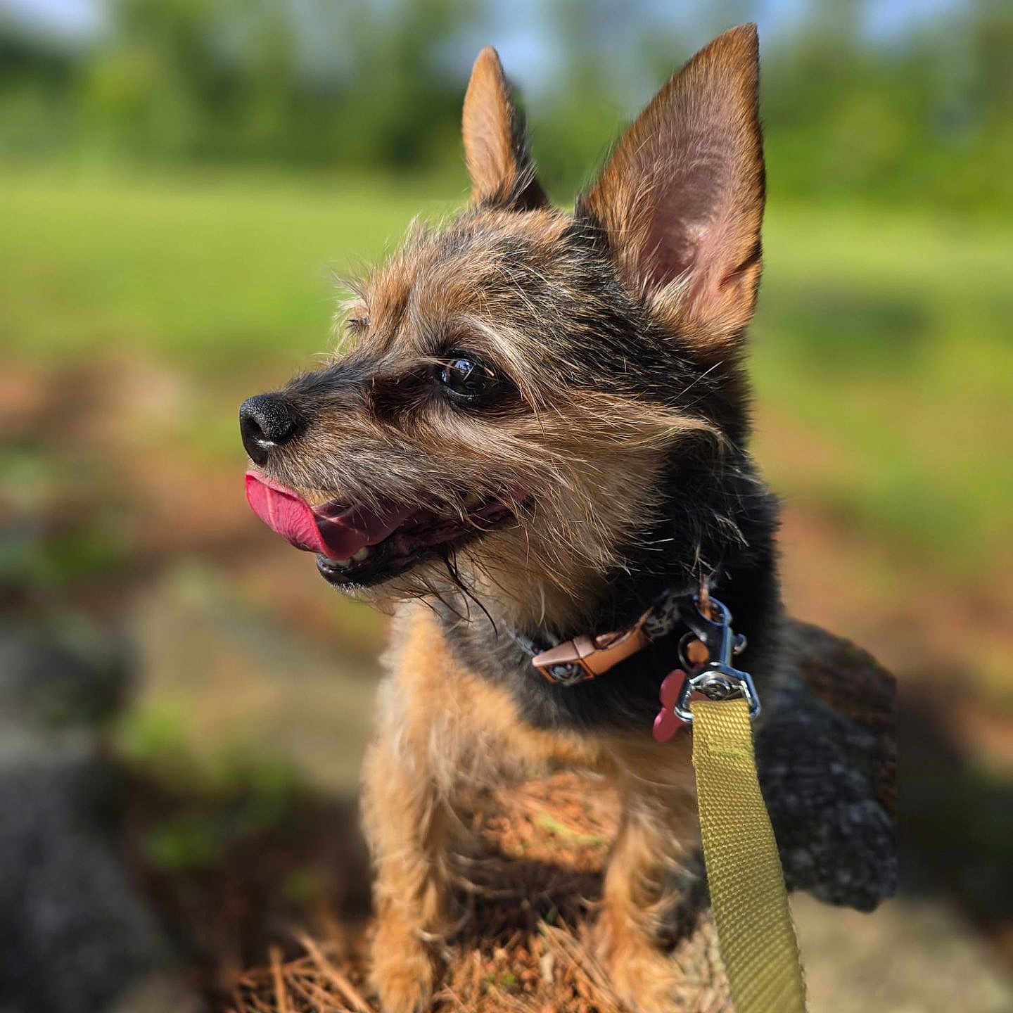 Balita is registered to the contest to win money with this photo: animal, canine, close_up, collar, dog, ears_up, greenery, happy, leash, nature, outdoor, pet, pine_needles, portrait, scruffy, side_view, small_dog, sunlight, tongue_out, walking