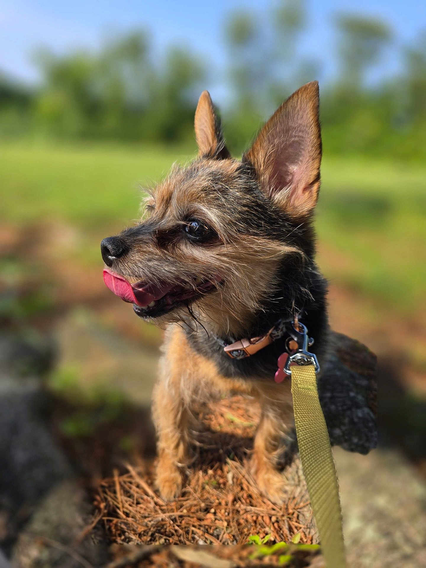 Balita is registered to the contest to win money with this photo: dog, leash, collar, outdoor, nature, pine_needles, small_dog, tongue_out, scruffy, pet, animal, sunlight, greenery, close_up, portrait, side_view, ears_up, happy, walking, canine