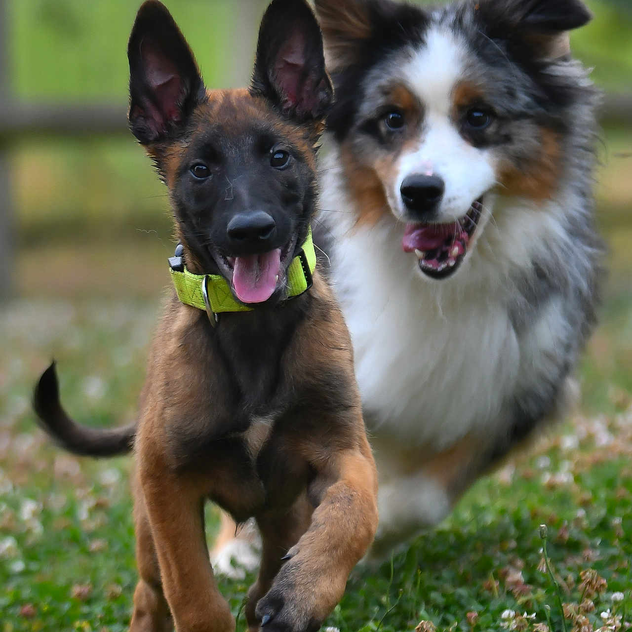 Asti participe au concours pour gagner de l'argent avec cette photo : animal, canine, dog, energy, friendship, fur, grass, grass_field, happy, joy, motion, nature, outdoor, pet, playful, puppy, running, summer, tongue_out, two_dogs