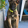 Asti participe au concours pour gagner de l'argent avec cette photo : puppy, dog, belgian_malinois, collar, green_collar, pet, animal, sitting, concrete, wall, plants, outdoor, young_dog, ears_up, curious, portrait, canine, domestic_animal, fur, paw