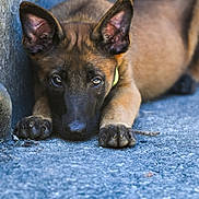 Asti participe au concours pour gagner de l'argent avec cette photo : puppy, dog, brown, ears, paws, close_up, outdoor, concrete, lying_down, animal, pet, young, canine, portrait, cute, looking, face, fur, expression, resting