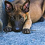 puppy, dog, brown, ears, paws, close_up, outdoor, concrete, lying_down, animal, pet, young, canine, portrait, cute, looking, face, fur, expression, resting