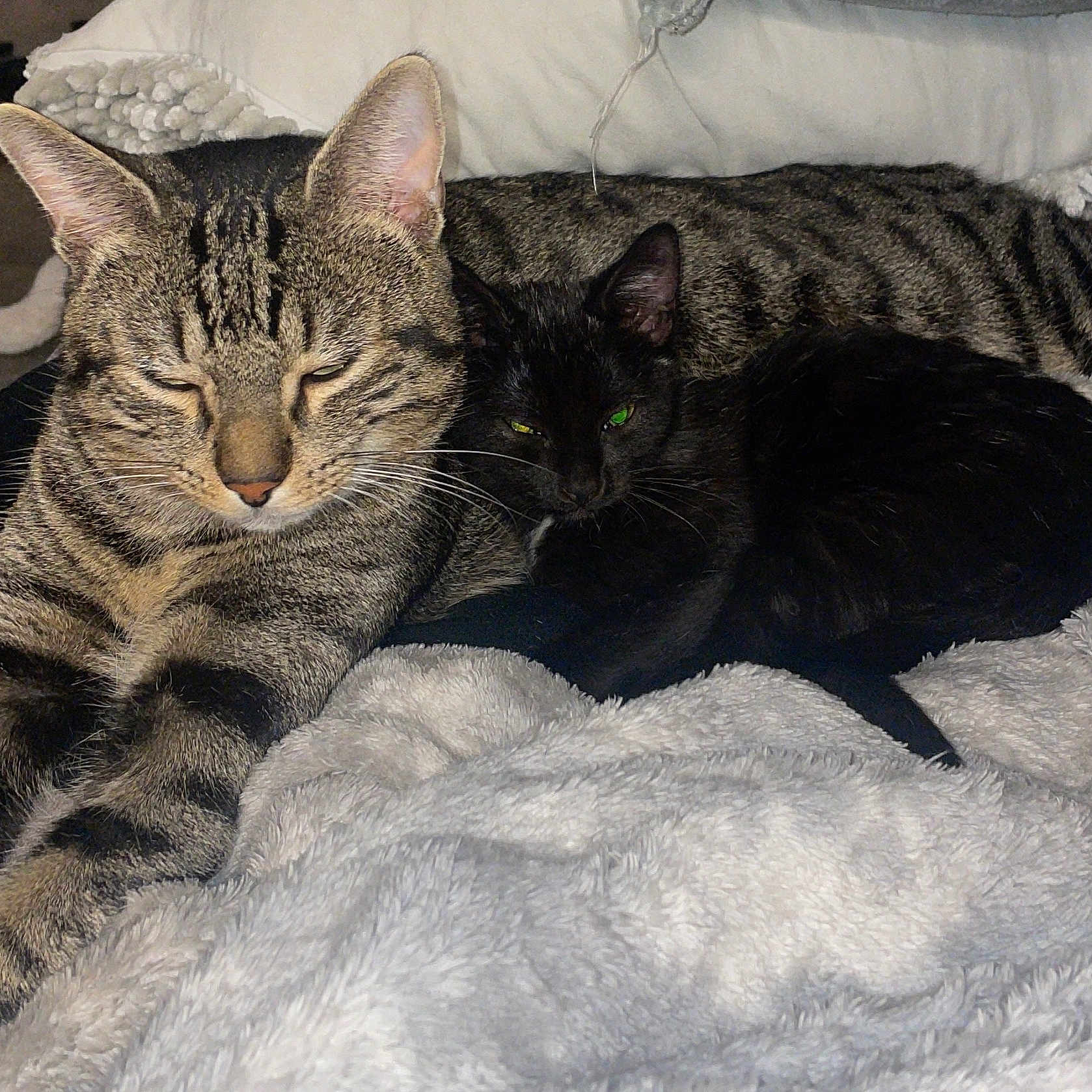 Simba participe au concours pour gagner de l'argent avec cette photo : animal, black_cat, blanket, cat, closeup, companion, cozy, cute, domestic_animal, ears, feline, fur, indoor, pet, relaxing, resting, sleepy, snuggling, tabby_cat, whiskers