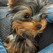 Ally participe au concours pour gagner de l'argent avec cette photo : dog, puppy, close_up, small_dog, cute, fur, ears, eyes, nose, pet, indoor, couch, denim, legs, texture, brown, black, tan, fluffy, companion