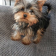 Ally a rejoint le concours — aidez-le/la à gagner de superbes lots ! animal, blanket, curious, cute, dog, ears, fluffy, fur, gray, home, indoors, lamp, pet, photograph, puppy, small, table, tail, texture, yorkshire_terrier