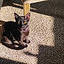 cat, black_cat, pet, indoor, carpet, sunlight, shadow, yellow_eyes, collar, wooden_leg, feline, animal, relaxing, cute, domestic_animal, fur, whiskers, sitting, sunbeam, cozy